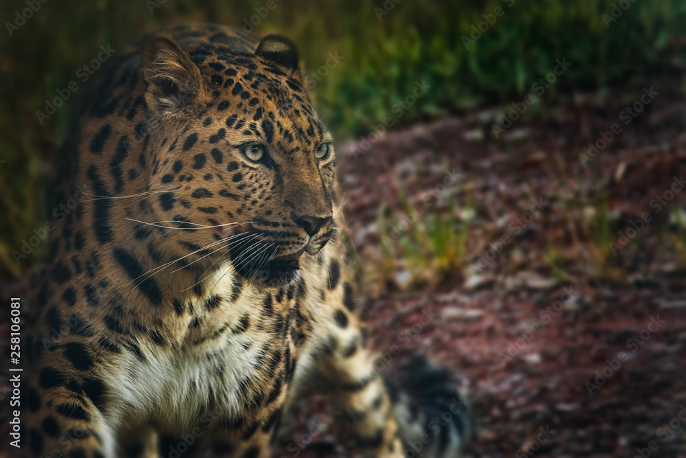 Obraz premium leopard