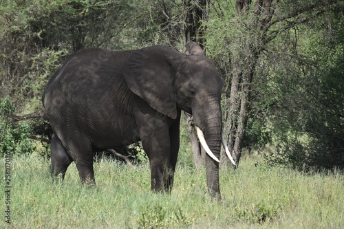 Elephant side view