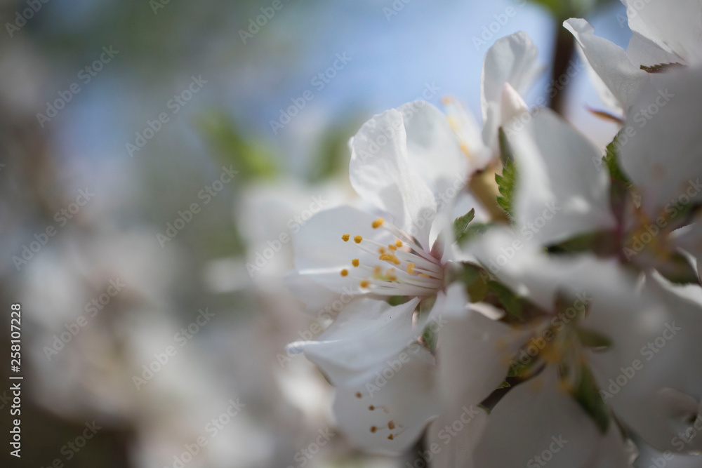 Obraz premium Cherry blossom in spring for background or copy space for text