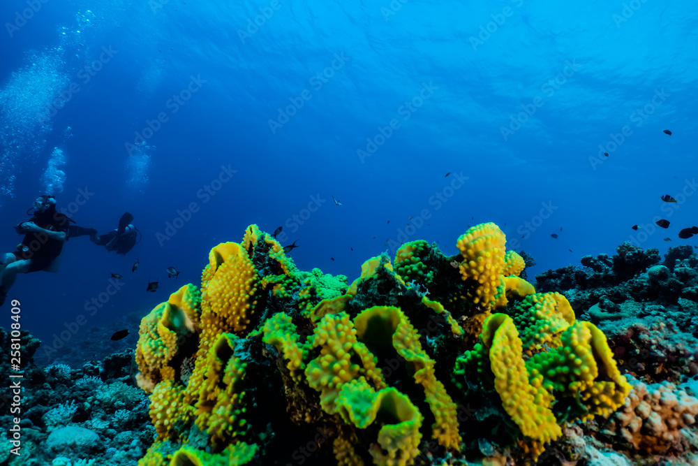 Fototapeta premium Coral reefs and water plants in the Red Sea, Eilat Israel
