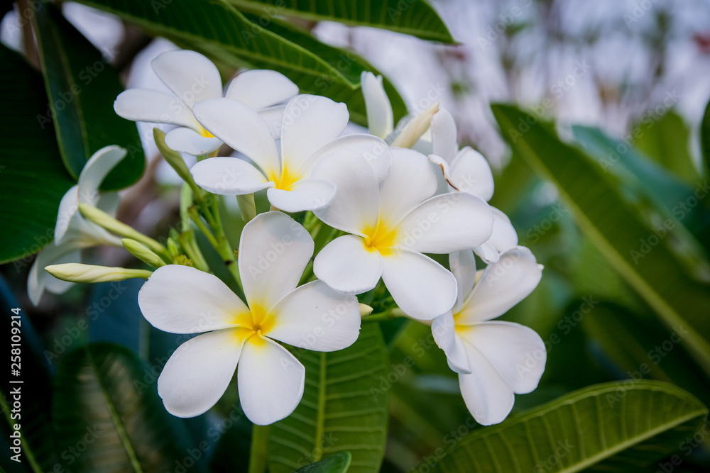 white frangipani flowers on a tree white frangipani flowers on a tree