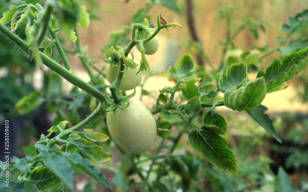 Green tomatoes grown in pots in the backyard and morning light Green tomatoes grown in pots in the backyard and morning light