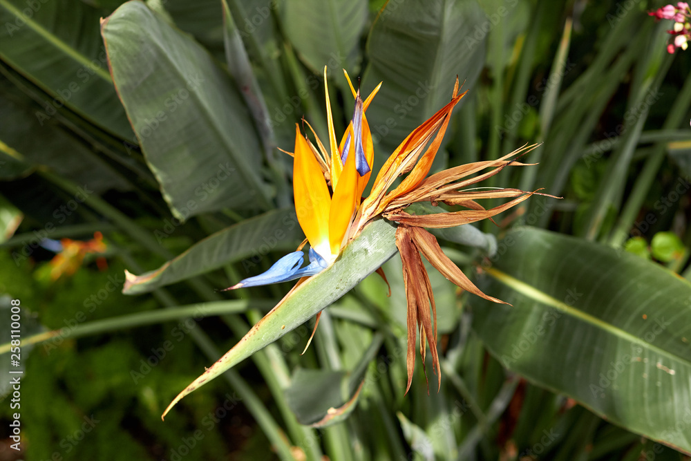 Royal Strelitzia. Beautiful flower Strelitzia royal closeup. Blooming flowers among green leaves. Beautiful orange buds Strelitzia royal. South African plant. Flowers growing in the garden of batanic. Royal Strelitzia. Beautiful flower Strelitzia royal closeup. Blooming flowers among green leaves. Beautiful orange buds Strelitzia royal. South African plant. Flowers growing in the garden of batanic.