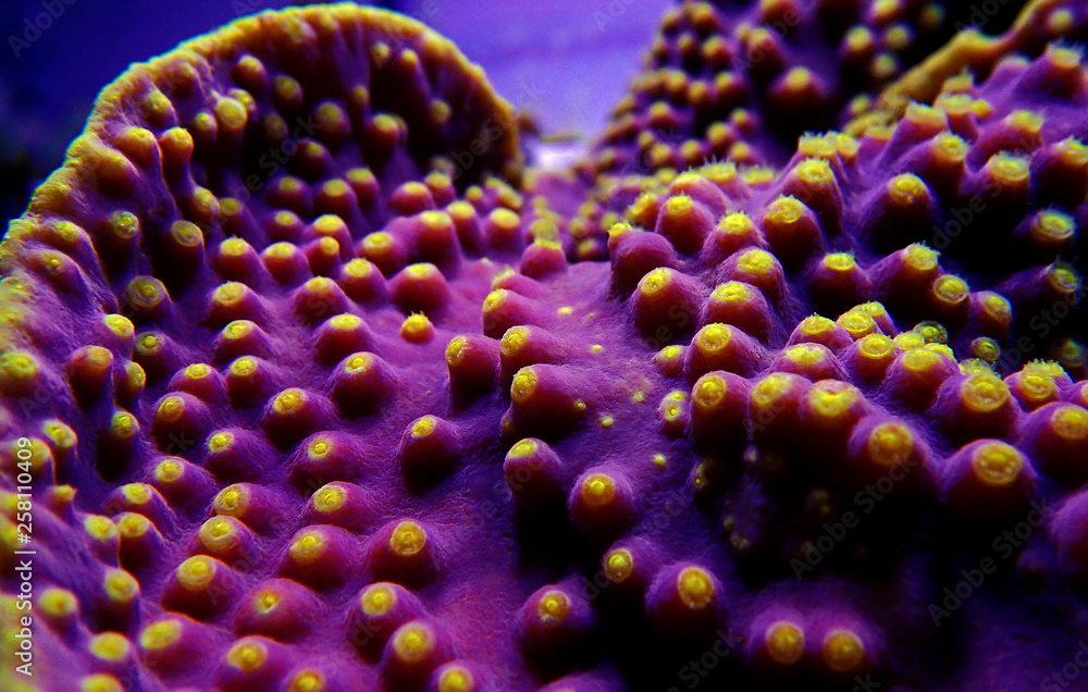 Obraz premium Underwater macro shot on yellow polyps from purple Turbinaria coral
