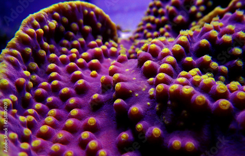 Underwater macro shot on yellow polyps from purple Turbinaria coral