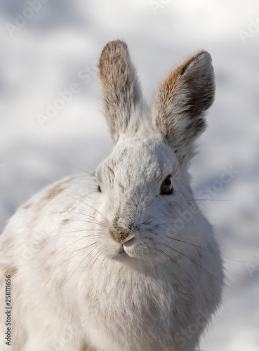 Snowshoe hare or Varying hare closeup in winter in Canada