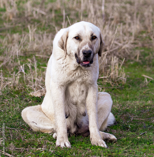 Portrait of a dog on the grass in spring