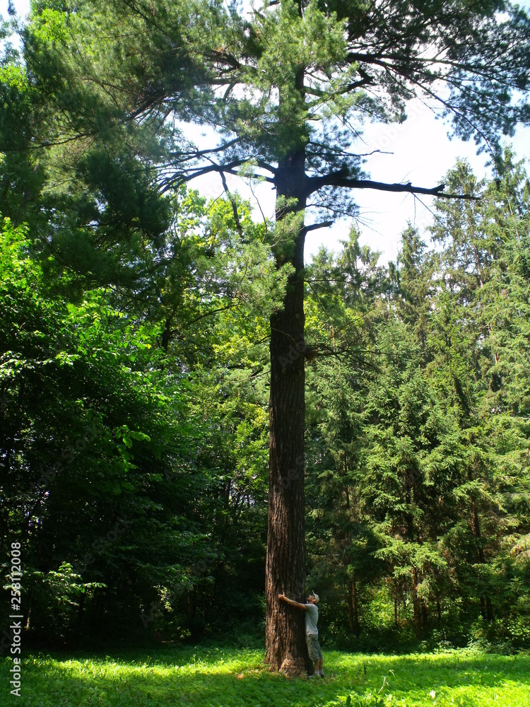 Fototapeta premium One of the largest pines in Ukraine