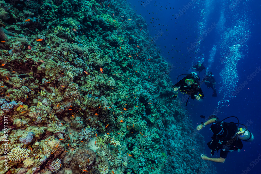 Fototapeta premium Coral reefs and water plants in the Red Sea, Eilat Israel
