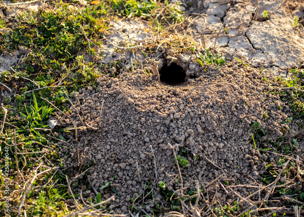 Animal digs the ground in nature Animal digs the ground in nature
