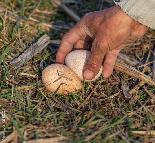 Bird eggs in the hand of a man