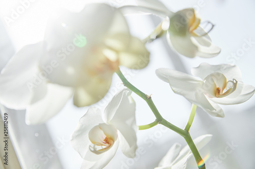 White orchids on sun light  the green bud  a new flower  a butterfly  macro  Phalaenopsis  Doritis  Grafia  Kingidium  Kingiella  Lesliea  Synadena  Stauroglottis  Stauritis  Polystylus  Polychilos