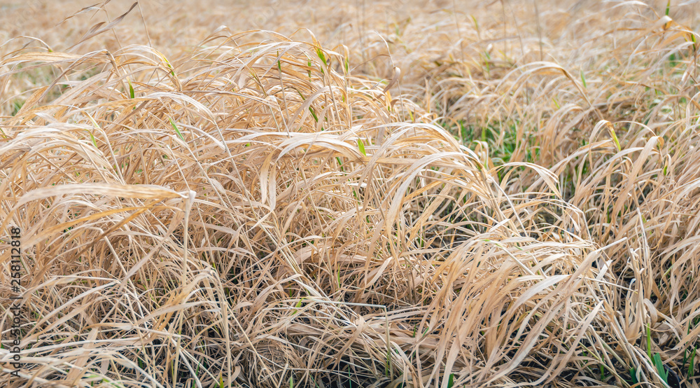 Long yellow stems and blades of grass Long yellow stems and blades of grass