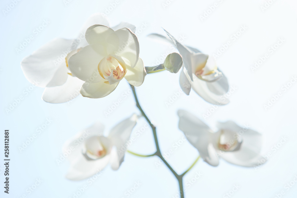 Obraz premium White orchids on sun light, the green bud, a new flower, a butterfly, macro, Phalaenopsis, Doritis, Grafia, Kingidium, Kingiella, Lesliea, Synadena, Stauroglottis, Stauritis, Polystylus, Polychilos
