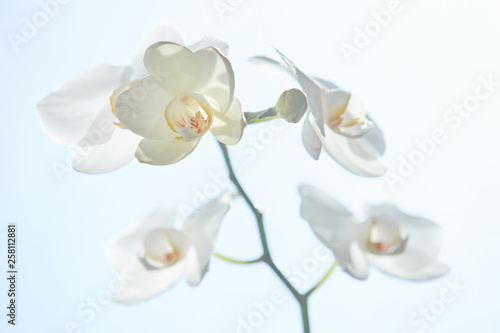 White orchids on sun light  the green bud  a new flower  a butterfly  macro  Phalaenopsis  Doritis  Grafia  Kingidium  Kingiella  Lesliea  Synadena  Stauroglottis  Stauritis  Polystylus  Polychilos