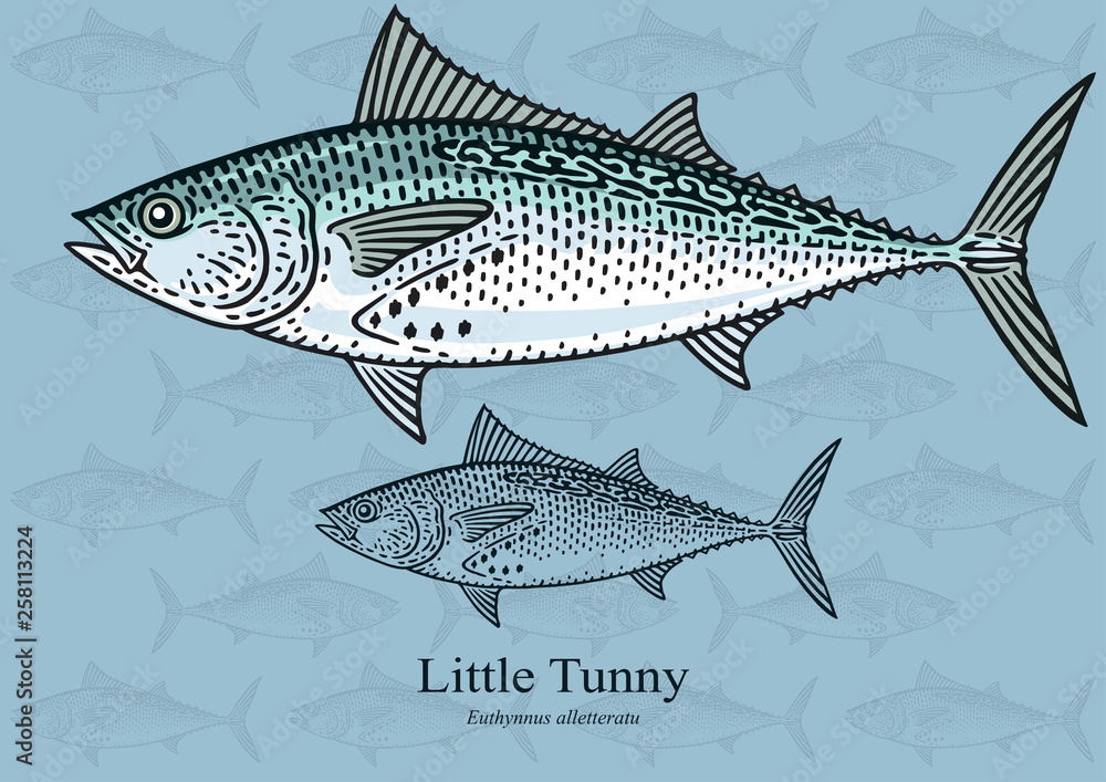 Obraz premium Little Tunny. Vector illustration with refined details and optimized stroke that allows the image to be used in small sizes (in packaging design, decoration, educational graphics, etc.)