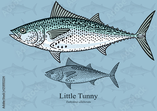 Little Tunny. Vector illustration with refined details and optimized stroke that allows the image to be used in small sizes (in packaging design, decoration, educational graphics, etc.)