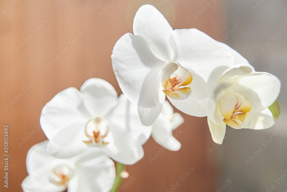 White orchids on sun light, the green bud, a new flower, a butterfly, macro, Phalaenopsis, Doritis, Grafia, Kingidium, Kingiella, Lesliea, Synadena, Stauroglottis, Stauritis, Polystylus, Polychilos