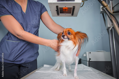 Dog receiving an x-ray at a veterinary clinic. Doctor examining dog in x-ray room.