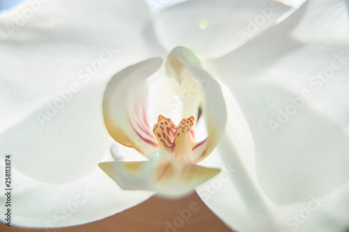 White orchids on sun light  the green bud  a new flower  a butterfly  macro  Phalaenopsis  Doritis  Grafia  Kingidium  Kingiella  Lesliea  Synadena  Stauroglottis  Stauritis  Polystylus  Polychilos