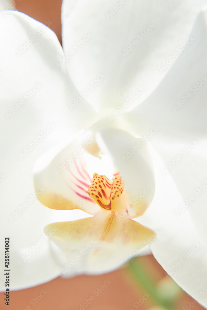 Obraz premium Białe orchidee w świetle słonecznym, zielony pączek, nowy kwiat, motyl, makro, Phalaenopsis, Doritis, Grafia, Kingidium, Kingiella, Lesliea, Synadena, Stauroglottis, Stauritis, Polystylus, Polychilos