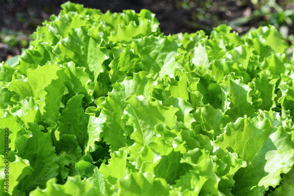 Green salad leaves background. Fresh green salad in the garden. Green salad leaves background. Fresh green salad in the garden.