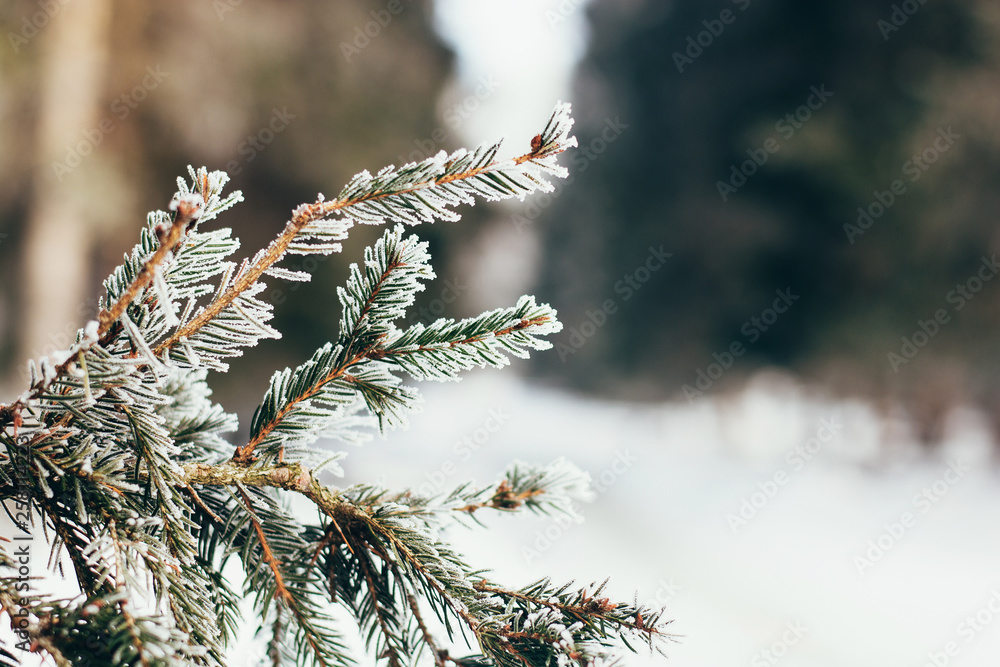 Winter forest with snow on trees and floor Winter forest with snow on trees and floor