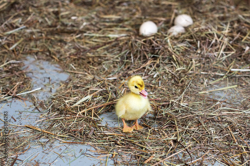 Little duckling on hay. Dry grass. In a blur of  eggs.
