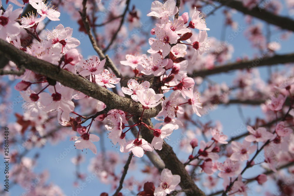 Pink Cherry flowers on branch against blue sky . Springtime Easter background Pink Cherry flowers on branch against blue sky . Springtime Easter background