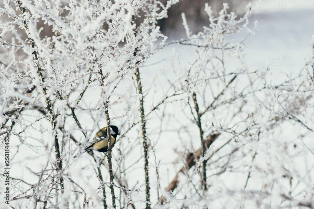 Naklejka premium Great tit Parus major sits on the tip of a thin branch, its beak is covered with snow.