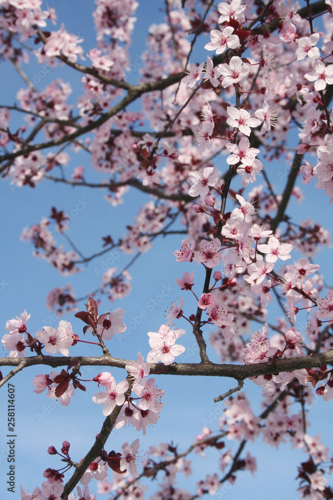 Pink Cherry flowers on branch against blue sky . Springtime Easter background Pink Cherry flowers on branch against blue sky . Springtime Easter background