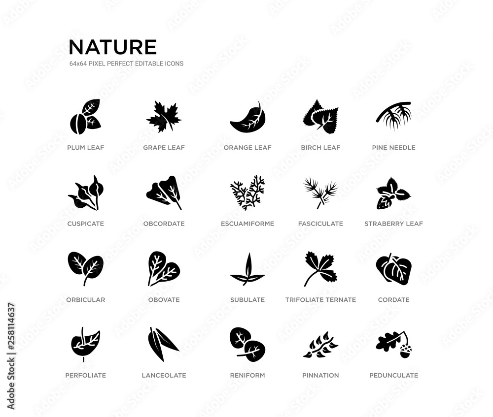 set of 20 black filled vector icons such as pedunculate, cordate, straberry leaf, pine needle, pinnation, reniform, cuspicate, birch leaf, orange leaf, grape nature black icons collection. editable