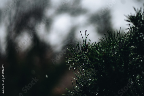 Rainy mood with a needle tree in the foreground
