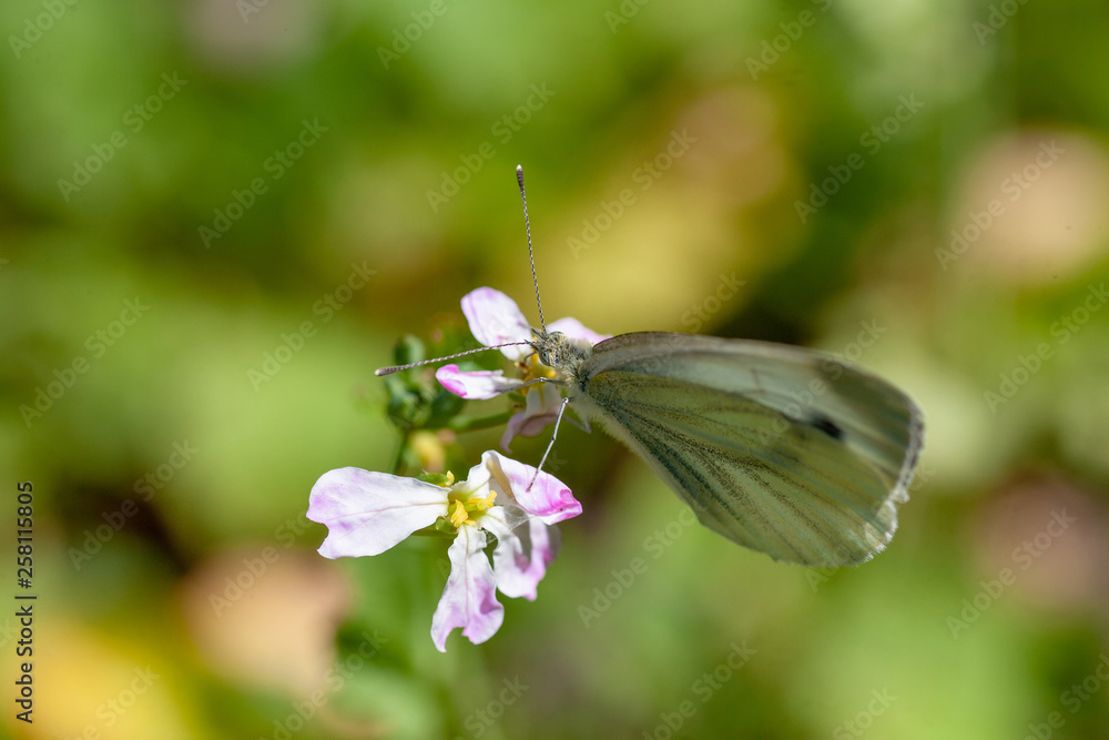 Beautiful pink flower and fluttering butterfly Beautiful pink flower and fluttering butterfly