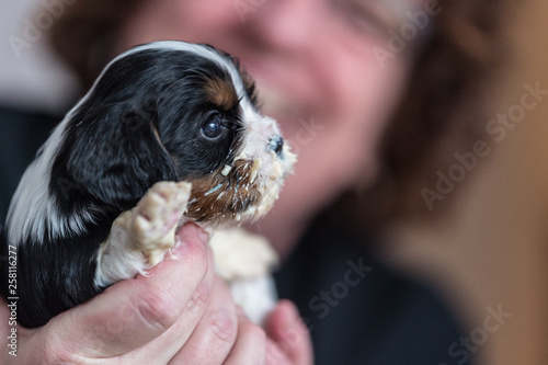 puppy face closeup with pablum

