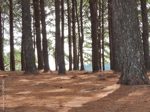 bosque 3