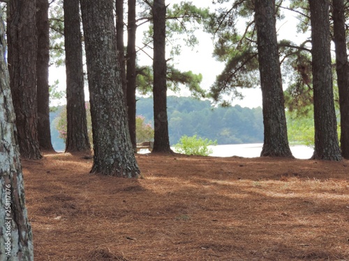 bosque 2