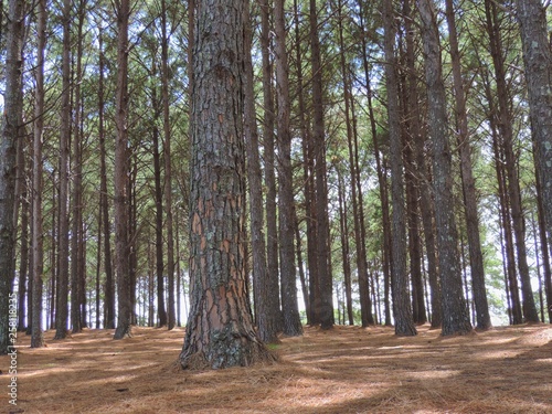 bosque 1