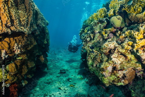 Coral reefs and water plants in the Red Sea, Eilat Israel