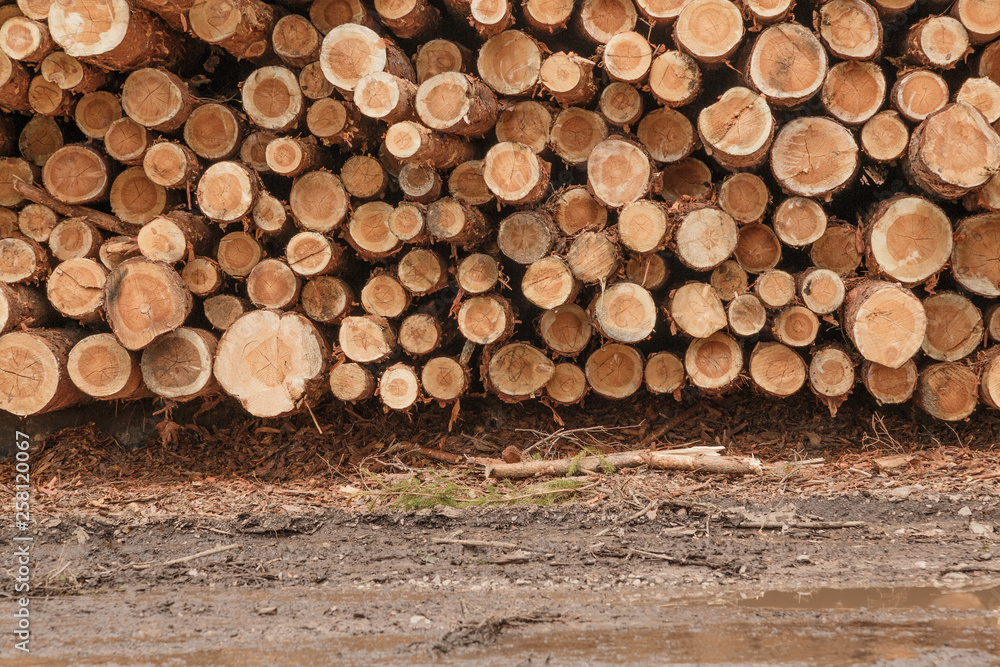 Timber logging in pine forest. Wooden Logs. Trunks of trees stacked close-up. Timber logging in pine forest. Wooden Logs. Trunks of trees stacked close-up.