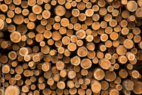 Wooden Logs. Trunks of trees stacked close-up.