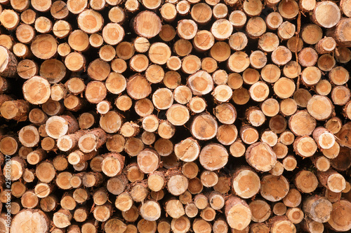 Wooden Logs. Trunks of trees stacked close-up.