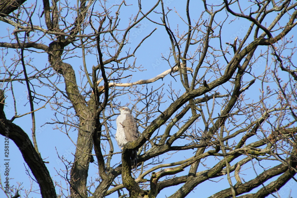 Vogel Habicht Vogel Habicht