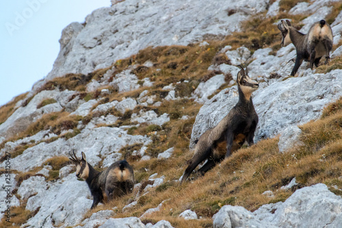 a herd of chamois looking on all sides