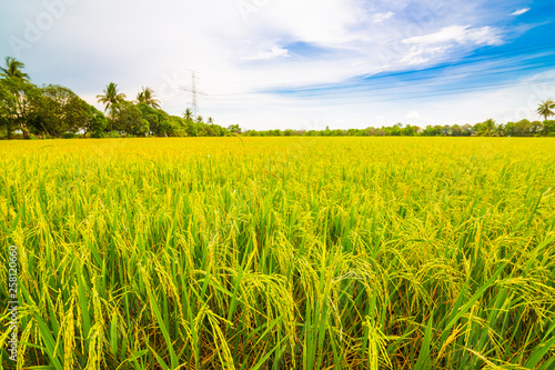 Rice plantation field wide angle with blue sky nature landscape