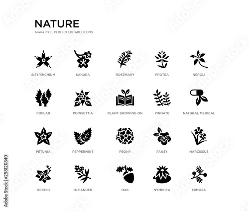 set of 20 black filled vector icons such as mimosa, narcissus, natural medical pills, neroli, nymphea, oak, poplar, protea, rosemary, sakura. nature black icons collection. editable pixel perfect
