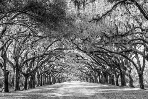 Wormsloe park, life oak tree alley, Savannah photo