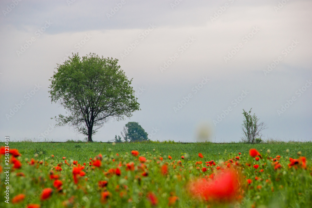 Spring field with red poppies, green grass and distant trees, landscape, Kazakhstan Spring field with red poppies, green grass and distant trees, landscape, Kazakhstan