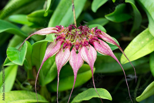 Closeup of beautiful semicircular orchid, Bulbophyllum rothschildianum photo