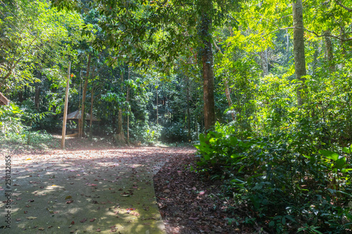 green rain forest tree at Phatthalung  Thailand